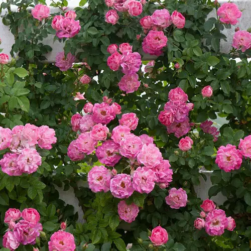 cupid kiss Rose Varieties for Containers 