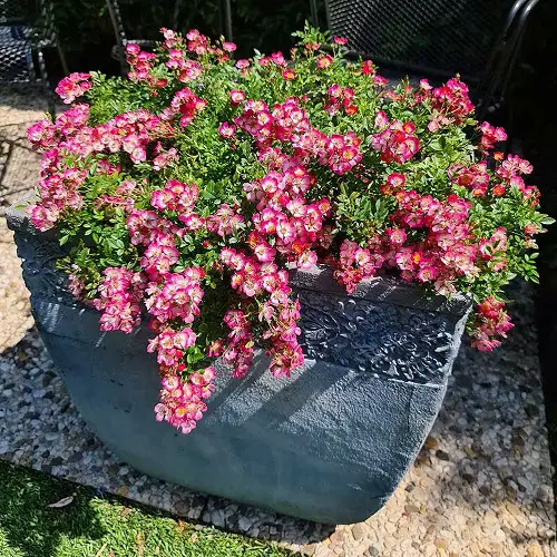 cutie pie Rose Varieties for Containers