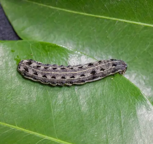 Kinds of Typical Pests
