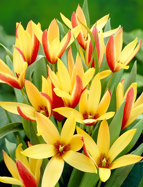 Gorgeous Varieties of Yellow Tulips to Grow in garden