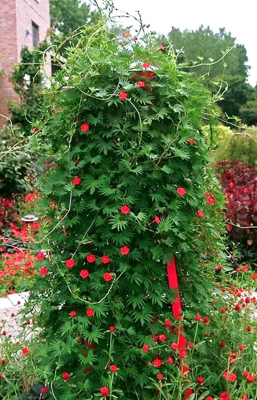 Cypress Vine Flowering Vines