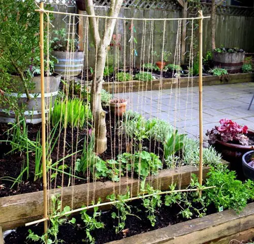 Pea Trellis for plants