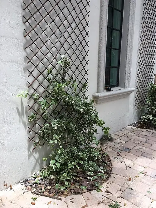 Trellis Wall 