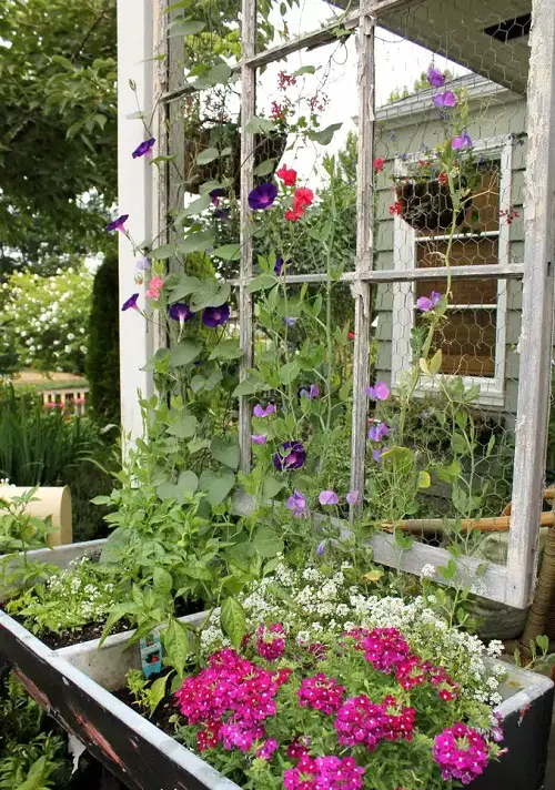 Window Trellis for Plants Ideas