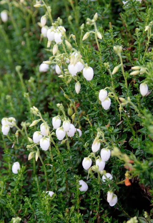 Hawaiian White Flowers.18