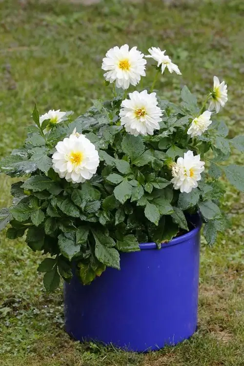 Top-Rising Blossoms from Cuttings