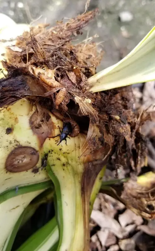 Damage Caused by Agave Weevil