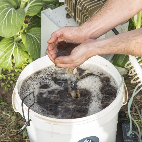 Dandelion Compost