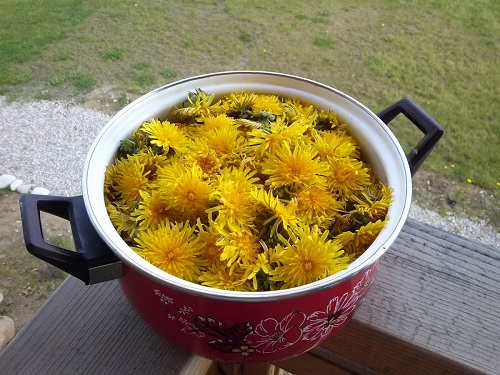 Why Make a Dandelion Tea Fertilizer