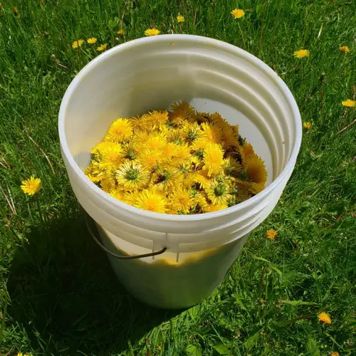 Dandelion fertilizzer receipe