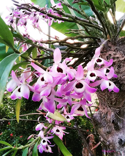 Orchid Plants with purple and yellow flowers in the garden 1