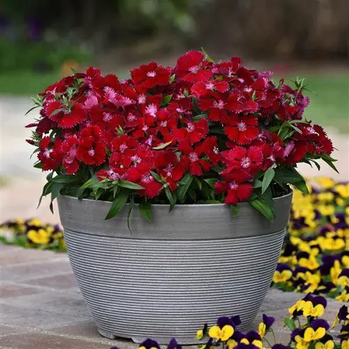Summer-Blooming Perennial Flowers