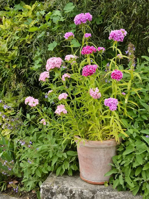 The Finest White and Pink Flowers plant