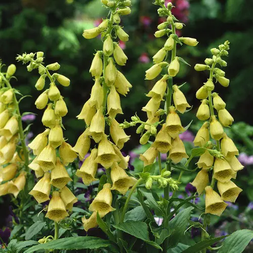 foxglove yellow Plants to attract hummingbird