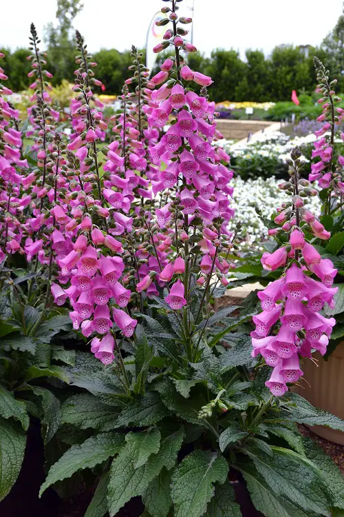 foxgloves Spring Flowers