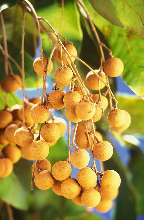 yellow Longan