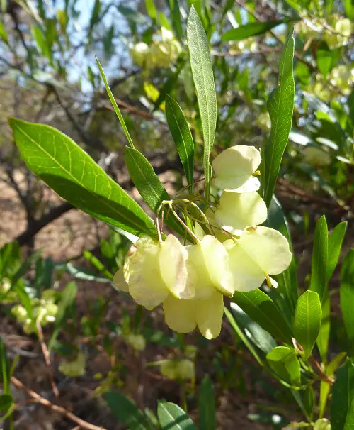Hawaiian White Flowers.12