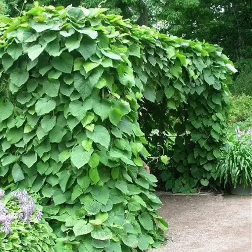 Quick-Growing Vines and Creepers