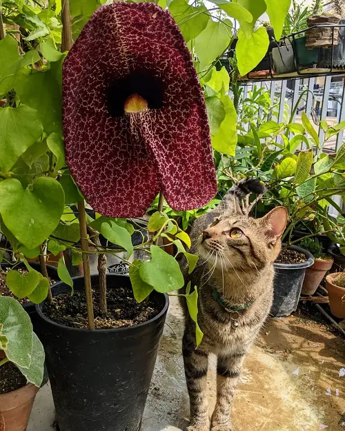Ugly Flowers You'd Like to Grow in Garden1