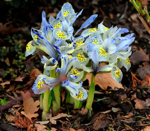 Best Purple and Yellow Flowers