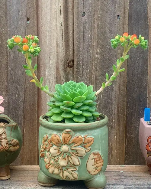 Amazing Cute Small Indoor Plants