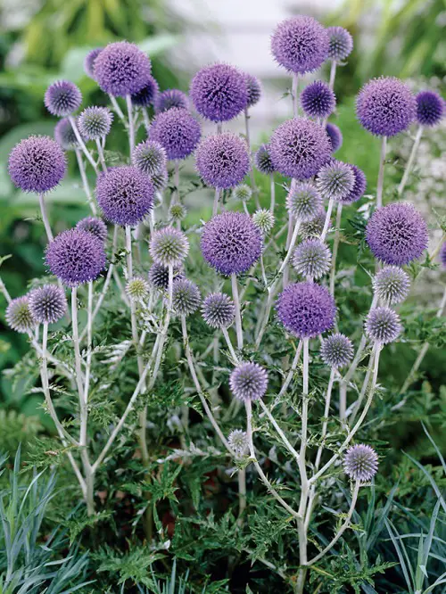 Best Baby Blue Flowers in yard