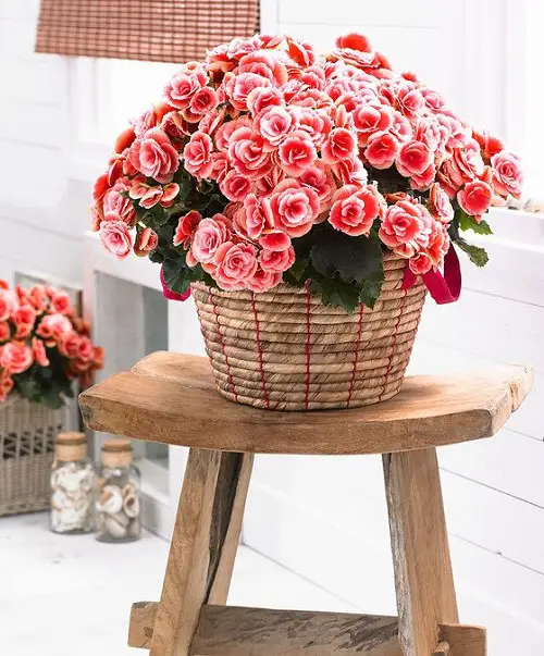 Lovely Sorts of Begonias