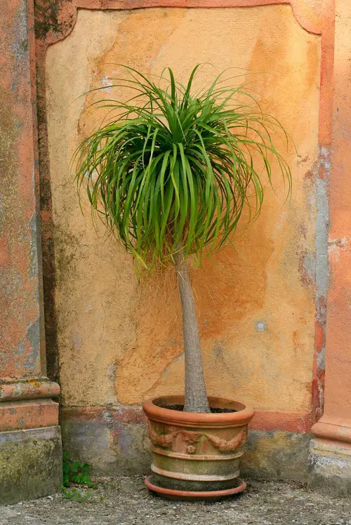 Tall succulents that are the best 