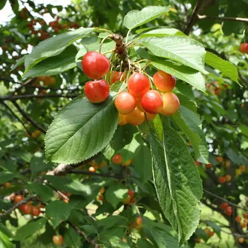 Amazing Top Cherry Varieties for Pot Gardens