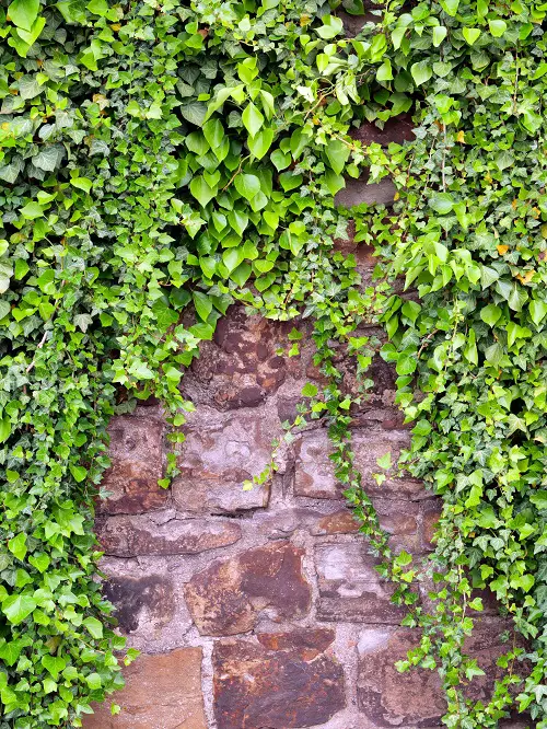 Fast Growing Creepers and Vines