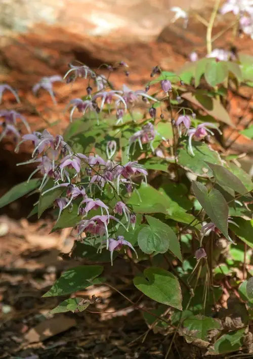 epimedium Spring Flower