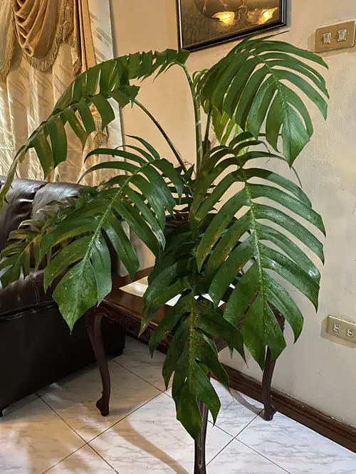 Epipremnum pinnatum near black sofa