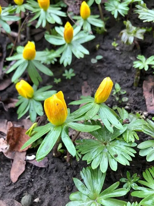 winter aconite Spring Flower