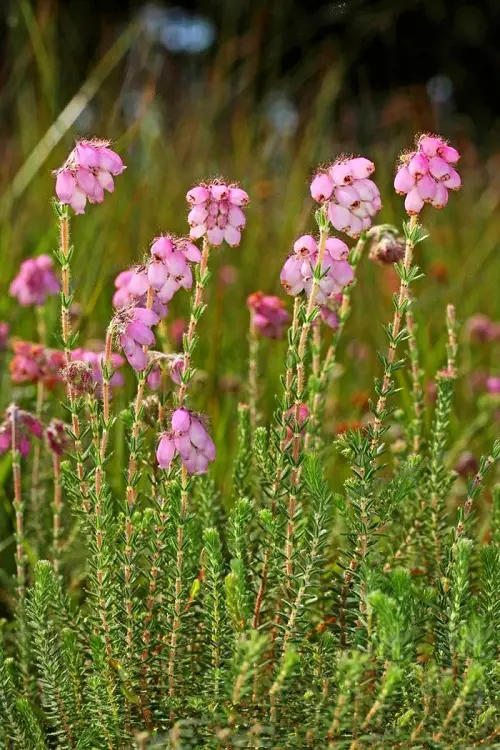 Best Pink Spring Flowers 1