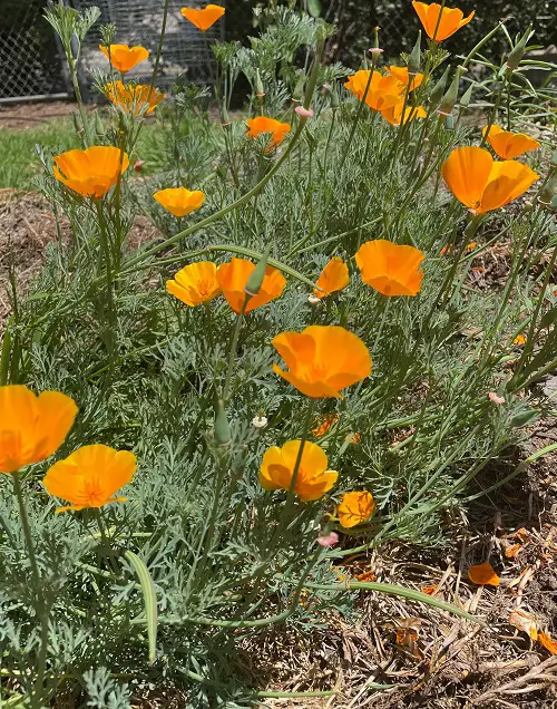 Flowers that Grow Quickly from Seeds6