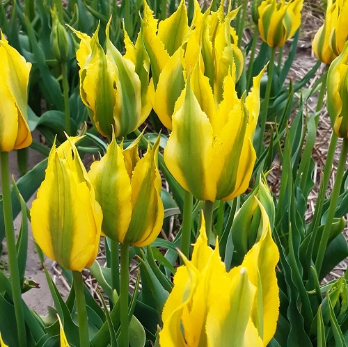 Beautiful Yellow Tulip Varieties to Plant 