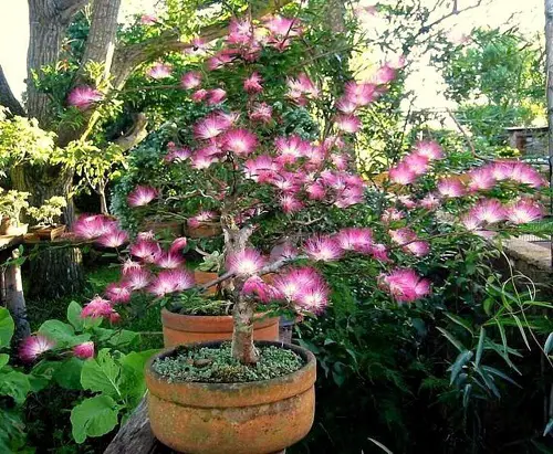 Best Types of Calliandra Plant