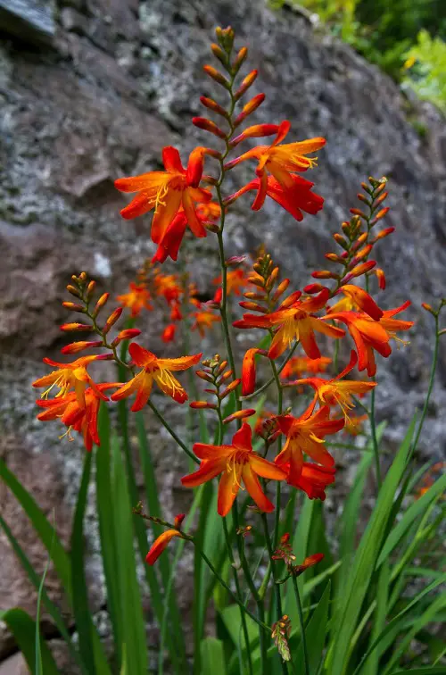 The top 25 perennials with orange flowers 2