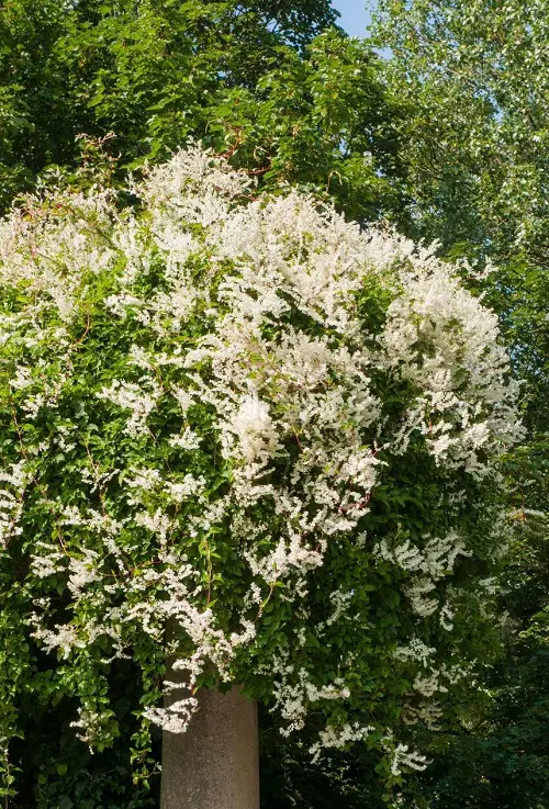 beautiful Vines That Grow on Trees 