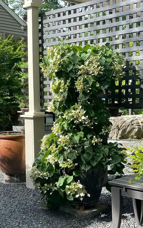 Hydrangea Vine Flowering Vines
