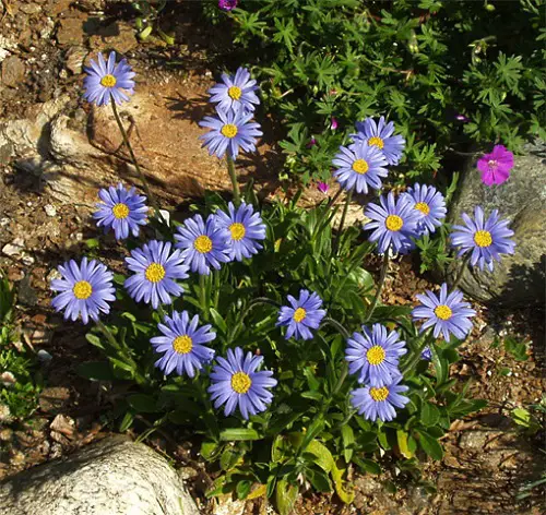 Best Baby Blue Flowers in yard