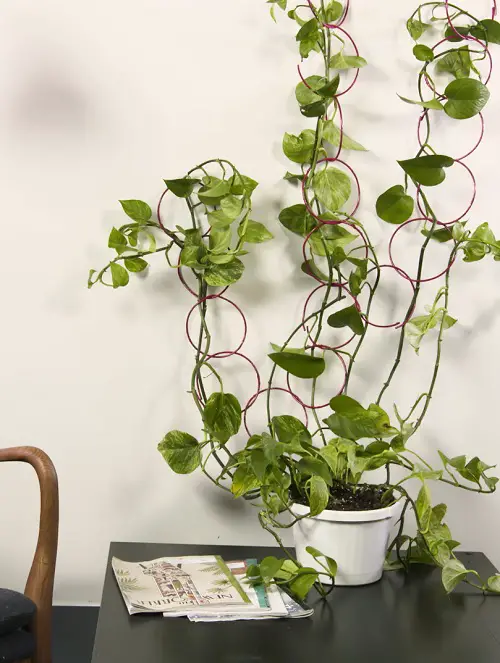 Fence Wire Indoor Trellis