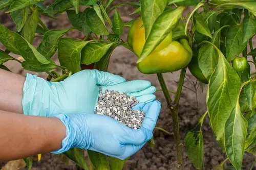 Potassium Fertilizer Recipes