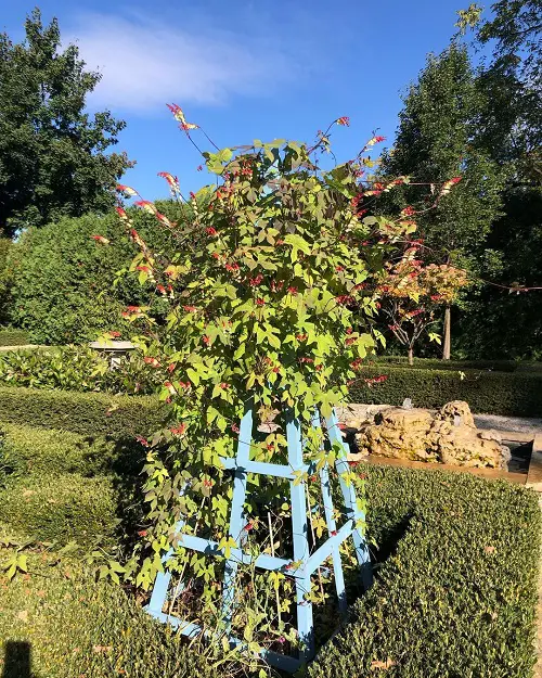 unique Brazilian Flowers 6