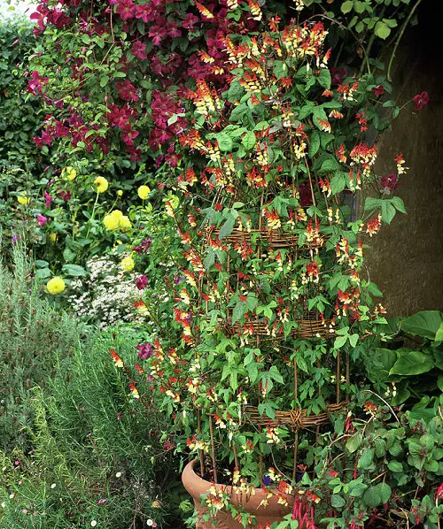 Firecracker Vine Flowering Vines