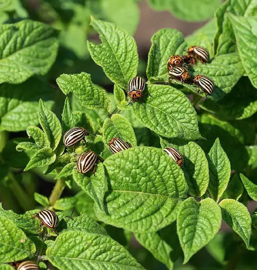  Frequently Found Pests in Your Garden
