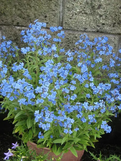 Blue Flower Names near Frame