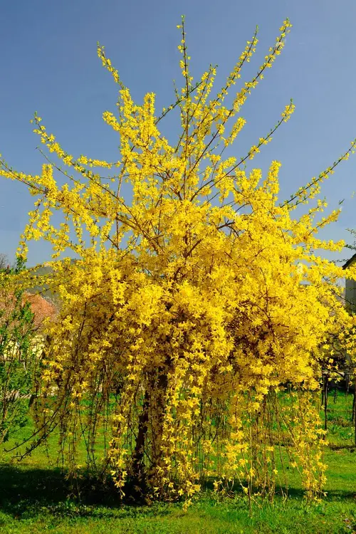 forsythia Spring Flowers 