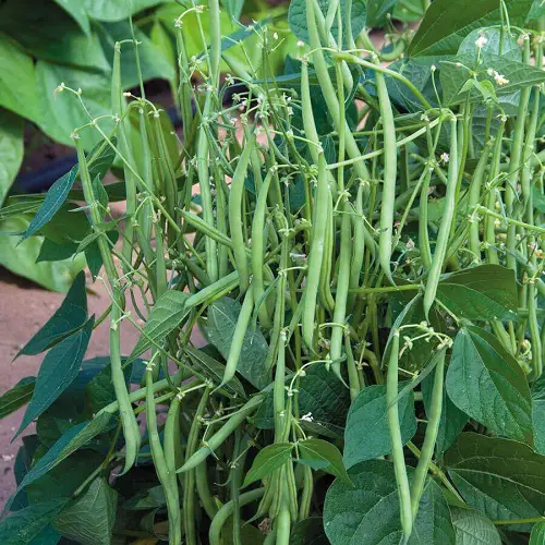 best Bad Companion Plants for Garlic