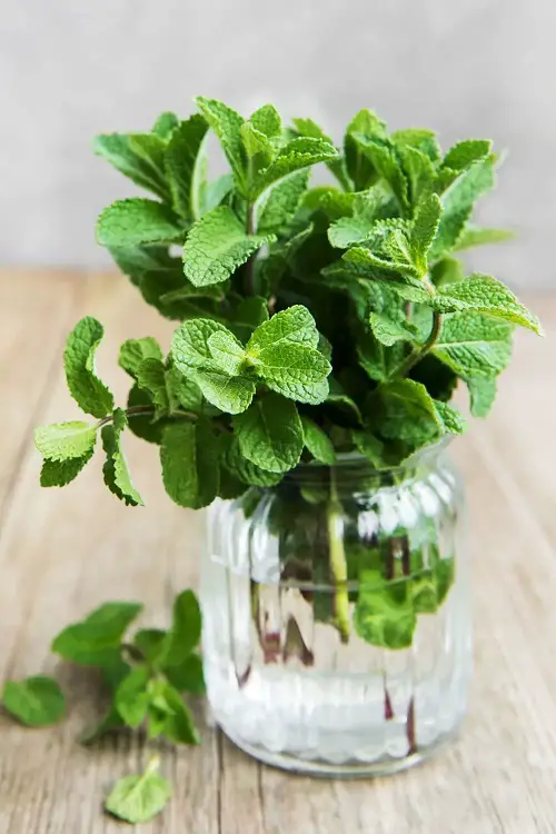 best Herbs that Grow from One Cutting and a Glass of Water